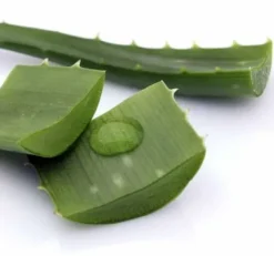 Aloe Vera - Pur jus certifié biologique