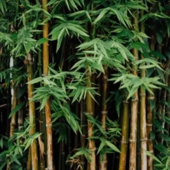 Bambou - Horse Remedy