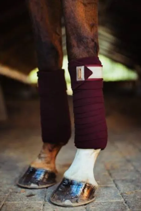 Bandes de polo Equestrian Stockholm - CRYSTAL MERLOT GOLD