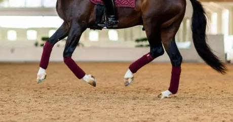 Bandes de polo New Maroon - Equestrian Stockholm