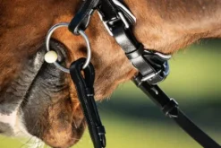 Bride de dressage Weymouth HFI