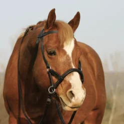 Bride sans mors Side pull Partners