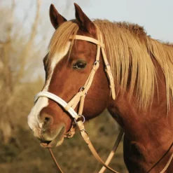 Bride sans mors Side pull Partners