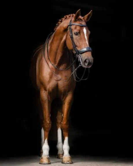 Bride technique Fayperform Presteq