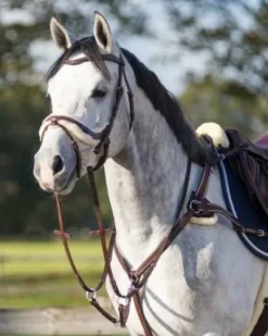 Bridon cuir et mouton ontario QHP