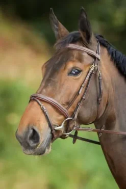 Bridon cuir HFI Comfort