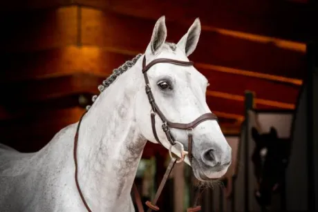 Bridon de compétition micklem2 - Horseware - pour petit cheval