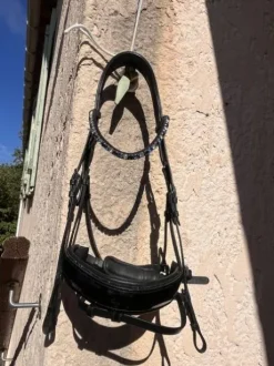 Bridon de dressage
