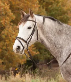 Bridon diamond star Waldhausen