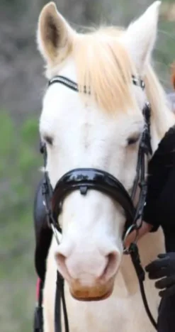 Bridon filet Anky dressage anatomique muserolle suédois