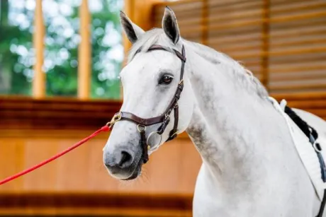 Bridon Micklem 2 Multi-brides - Horseware - Briderie