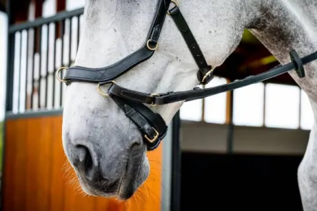 Bridon Micklem 2 Multi-brides - Horseware - Briderie