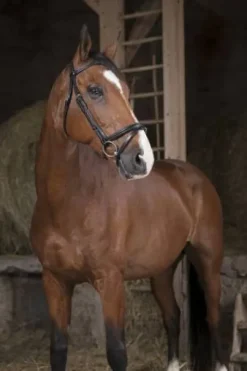 Bridon pro fin - Norton