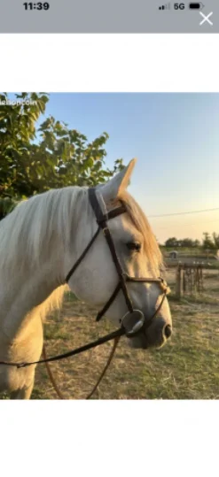 Bridon équipe emporio