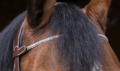 Bridon Strass Pro - Eric Thomas