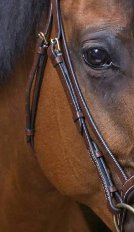 Bridon Strass Pro - Eric Thomas