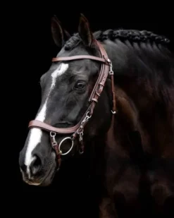 Bridon technique Faysport Presteq