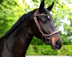 Bridon technique Faysport Presteq