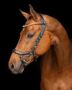 Bridon technique Faysport Presteq