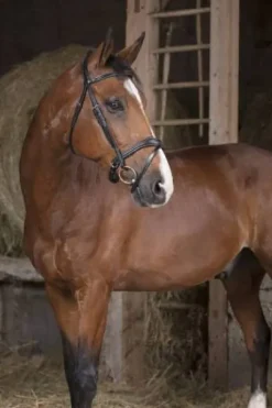 Bridon vague - Norton