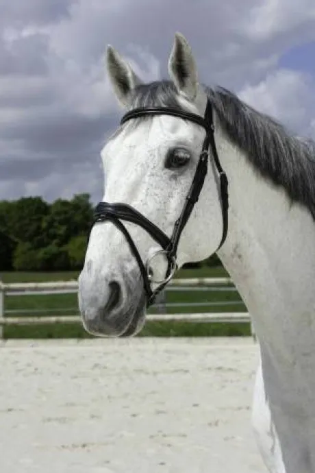 Bridon vague - Norton