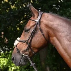 Bridon Wednesday muserolle combinée - Collection Week - Jump'in