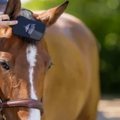 Brosse à crins noir lemieux