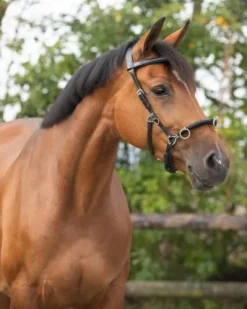 Caveçon en cuir QHP