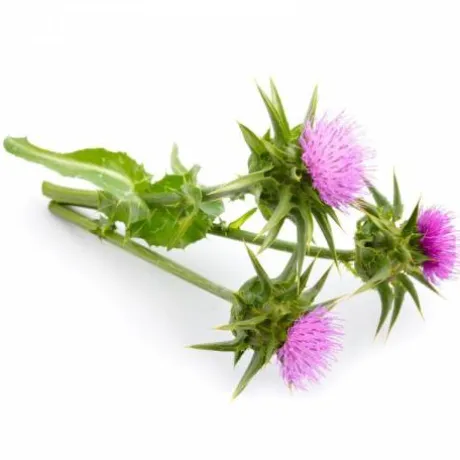 Chardon Marie - 1Kg - Horse Remedy