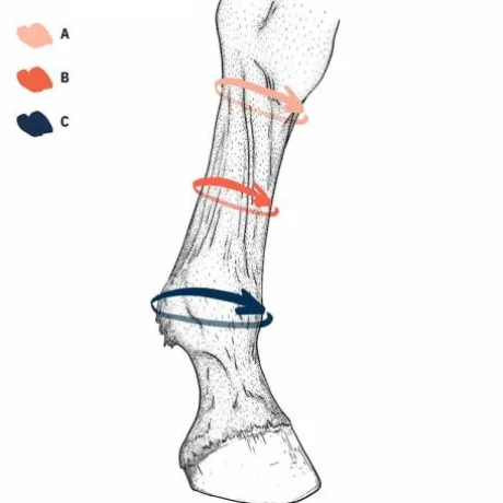 Chaussettes de compression EQUI Compress - Stubben