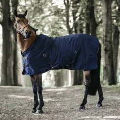 Chemise coton - Kentucky