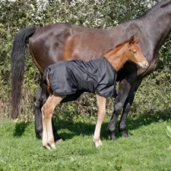 Couverture extérieur poulain 1680D