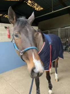 Couverture Pénélope