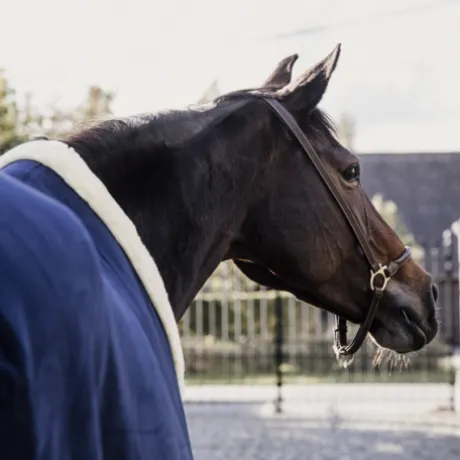 Couverture séchante Show Heavy - Kentucky