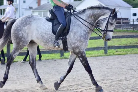 Couvre siège Selle Western Thinline