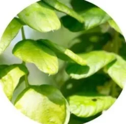 Desmodium EFGM - Horse Remedy