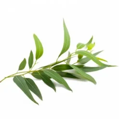 Eucalyptus