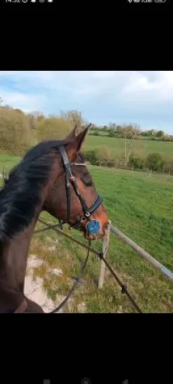 Filet anatomique + rênes