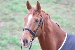 Frontal jaspe rouge - Horse Remedy - Cuir en V