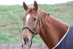 Frontal oeil de taureau - Horse Remedy - Miroir