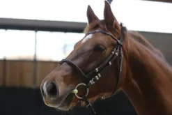 Frontal sodalite - Horse Remedy - Demi-rond
