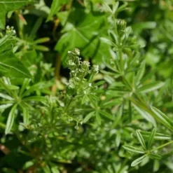 Gaillet gratteron 1kg - Horse Remedy