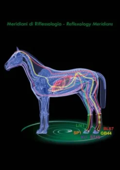Guêtres de repos thérapeutiques Zandona Air postérieurs