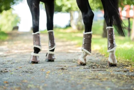 Guêtres Equestrian Stockholm - Champagne