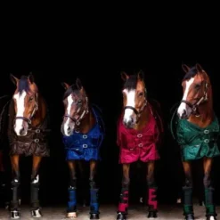 Guêtres Stable Boots Royal - Back On Track