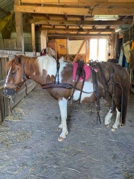 harnais attelage cuir petit cheval