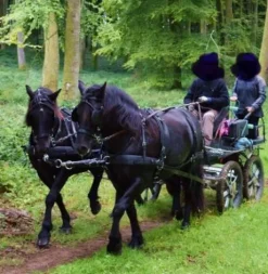 Harnais zilco en paire taille full elite