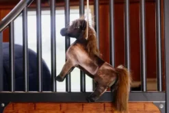 Jouet de boxe Poney Tableux - Kentucky