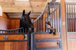 Jouet de boxe Poney Tableux - Kentucky