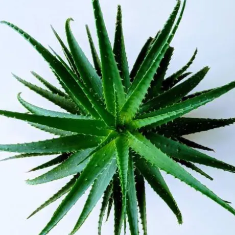 Jus d'Aloé Vera - Horse Remedy